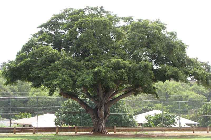 Ficus microcarpa, Chinese Banyan, Malayan Banyan, Indian Laurel, Curtain Fig, Gajumaru