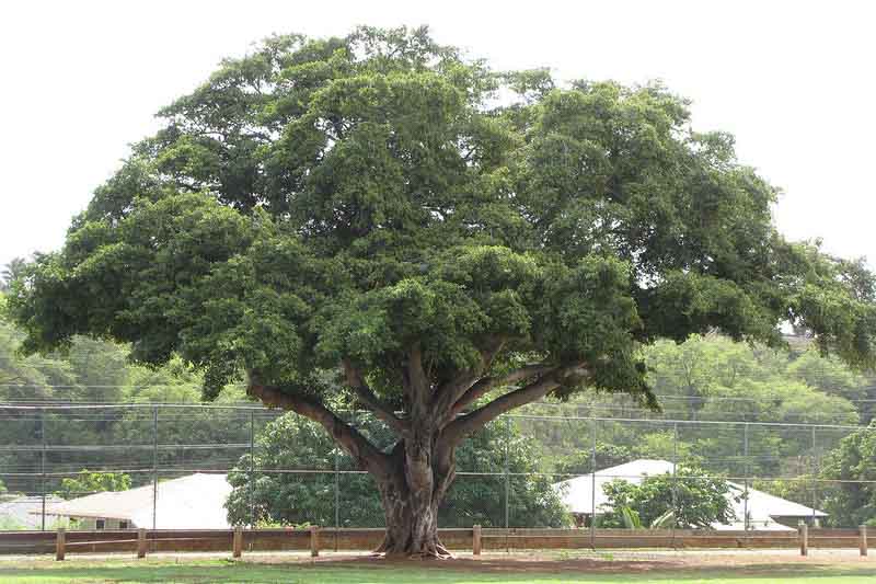 Ficus Microcarpa (Chinese Banyan) Bonsai: Available Now For Purchase! - Mahindra Nursery