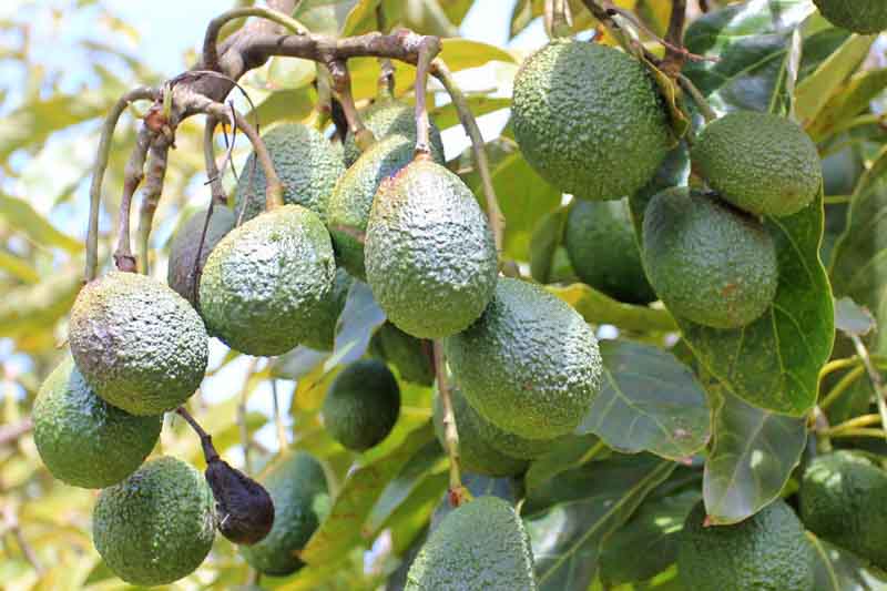 Hass Avocado, Avocado, Avocado Tree, Persea americana