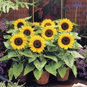 Sunny Smile Sunflower, Sunflower Sunny Smile, Dwarf Sunflower, Yellow Sunflower, Helianthus