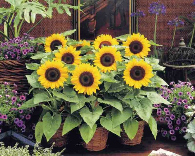 Sunny Smile Sunflower, Sunflower Sunny Smile, Dwarf Sunflower, Yellow Sunflower, Helianthus