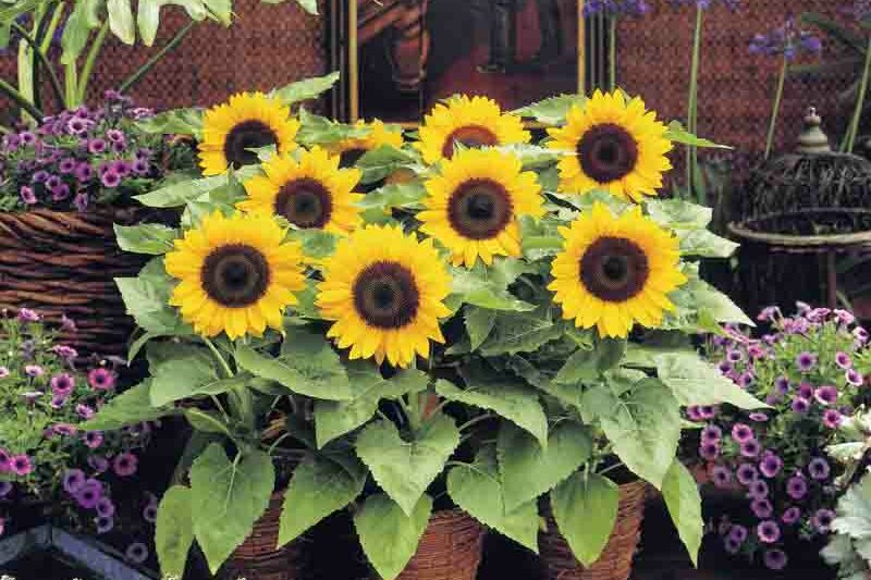 Sunny Smile Sunflower, Sunflower Sunny Smile, Dwarf Sunflower, Yellow Sunflower, Helianthus