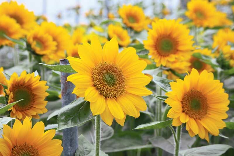 Sunrich Gold Sunflower, Sunflower Sunrich Gold, Dwarf Sunflower, Yellow Sunflower, Helianthus