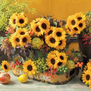 Sunrich Summer Provence Sunflower, Sunflower Summer Provence, Yellow Sunflower, Helianthus