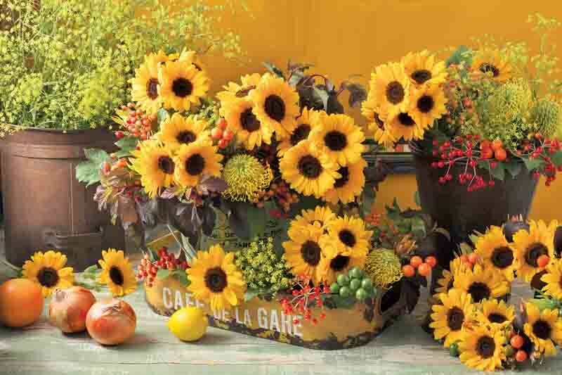 Sunrich Summer Provence Sunflower, Sunflower Summer Provence, Yellow Sunflower, Helianthus