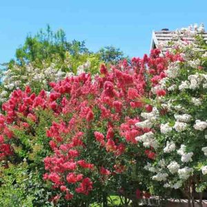 Crepe Myrtle, Crape Myrtle, Crepe Myrtle tree, Flowering Shrub