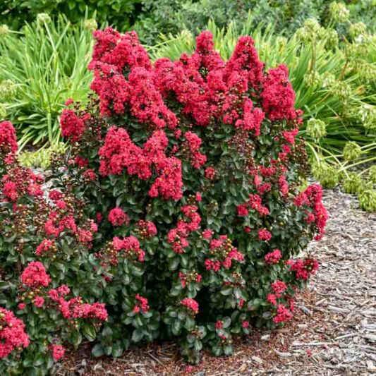 Crepe Myrtle, Crape Myrtle, Cherry Mocha Crepe Myrtle