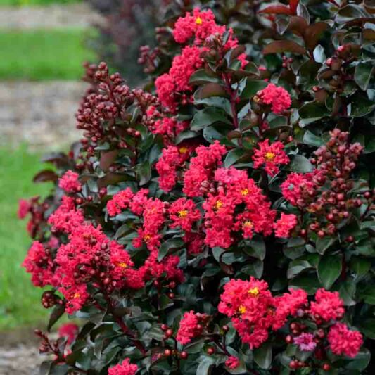 Crepe Myrtle, Crape Myrtle, Cherry Mocha Crepe Myrtle