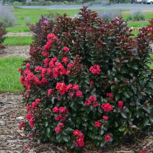 Crepe Myrtle, Crape Myrtle, Cherry Mocha Crepe Myrtle