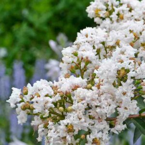 Crepe Myrtle, Crape Myrtle, Like a Latte Crepe Myrtle