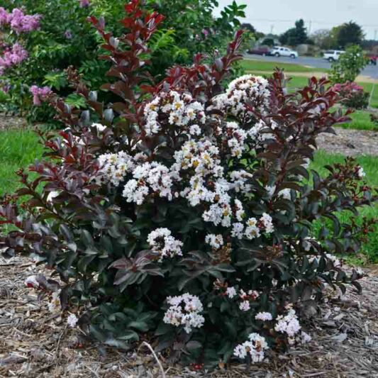 Crepe Myrtle, Crape Myrtle, Like a Latte Crepe Myrtle