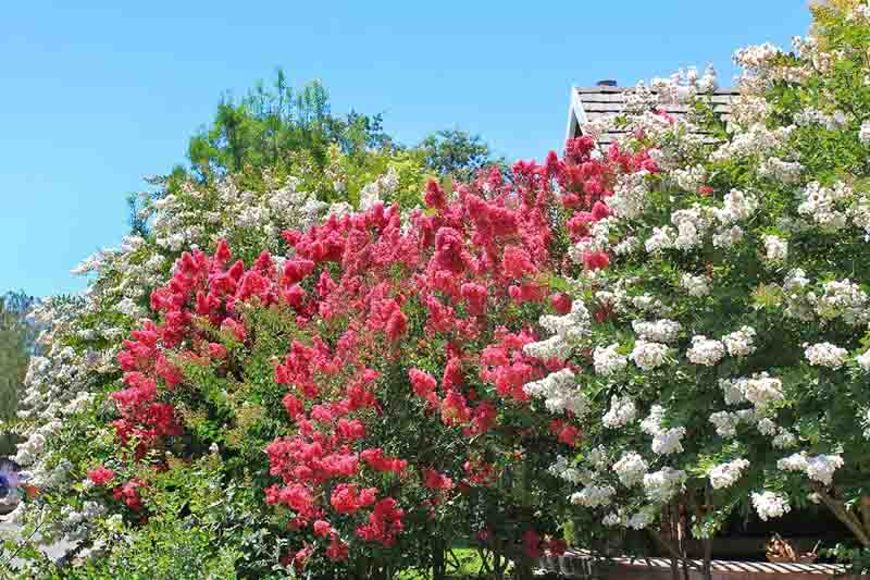 Crepe Myrtle, Crape Myrtle, Crepe Myrtle tree, Flowering Shrub