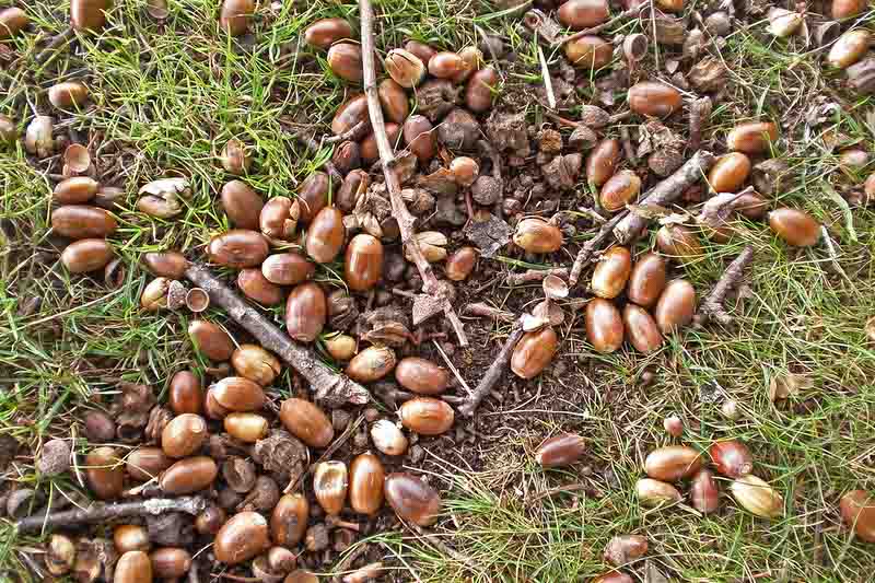 Oak, Oak Tree, Oak Acorn