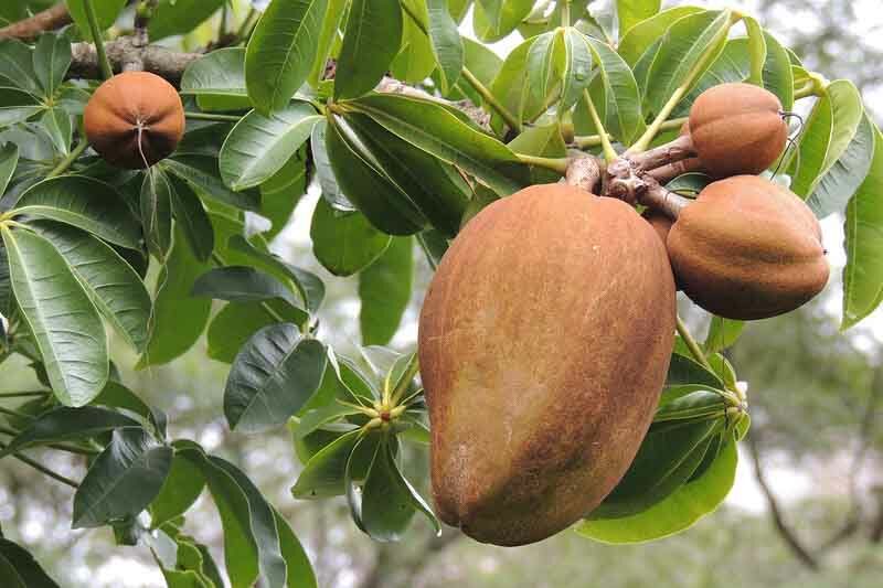 Money Tree, Pachira aquatica,Malabar chestnut, French peanut, Guiana chestnut, Provision tree, Saba nut