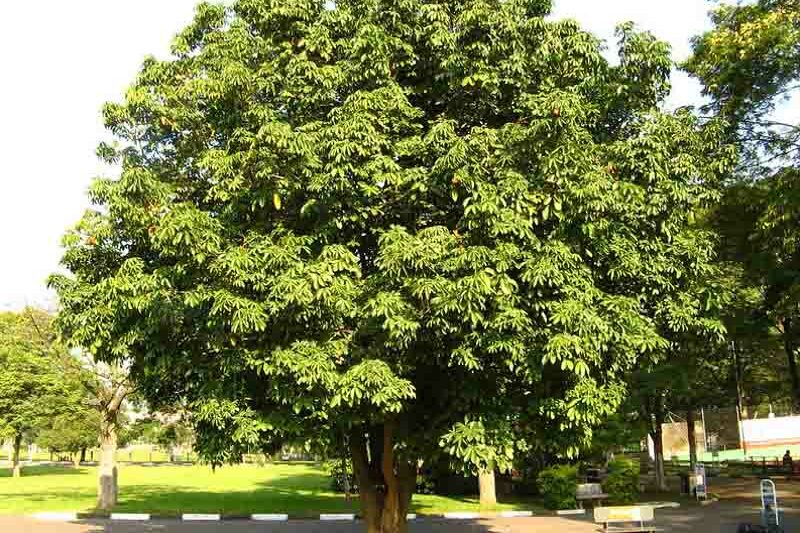 Money Tree, Pachira aquatica,Malabar chestnut, French peanut, Guiana chestnut, Provision tree, Saba nut