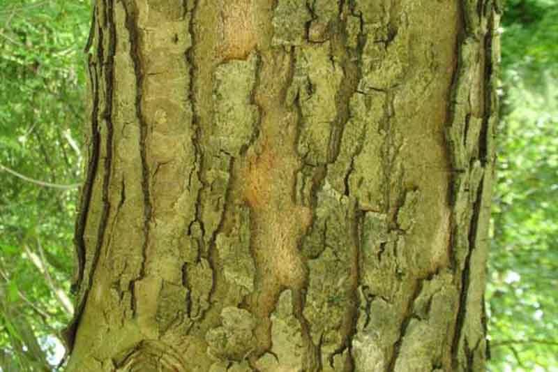 Sycamore, Old World Sycamore, Oriental Sycamore, Platanus orientalis