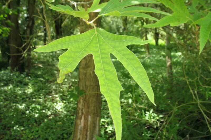 Sycamore, Old World Sycamore, Oriental Sycamore, Platanus orientalis