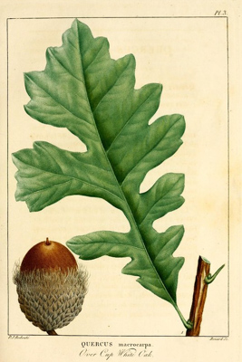 Bur Oak, Quercus macrocarpa, White Oak, White Oak Leaf, White Oak Acorn