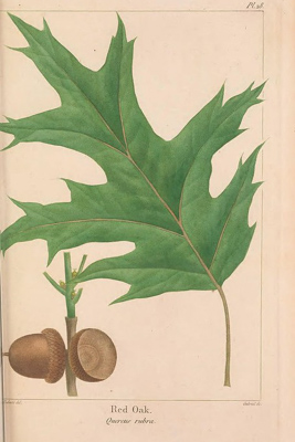 Red Oak, Quercus rubra, Red Oak Leaf, Red Oak Acorn