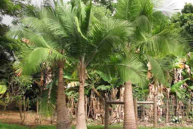 Majesty Palm, Majestic Palm, Ravenea rivularis