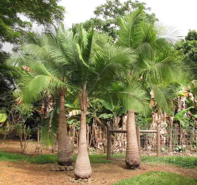 Majesty Palm, Majestic Palm, Ravenea rivularis