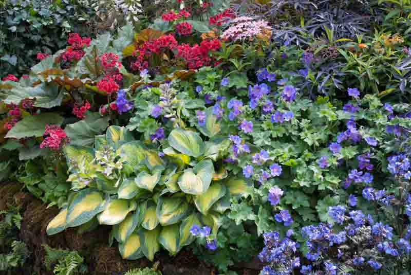 Hosta, Geranium Rozanne, Bergenia, Sambucus , blue Polemonium, hostas, shady garden plants