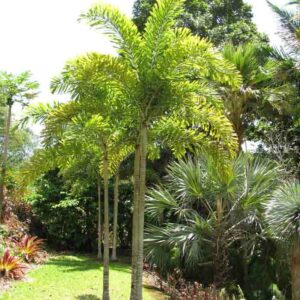 Foxtail Palm, Wodyetia bifurcata