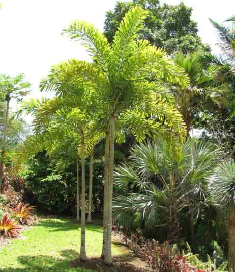 Foxtail Palm, Wodyetia bifurcata