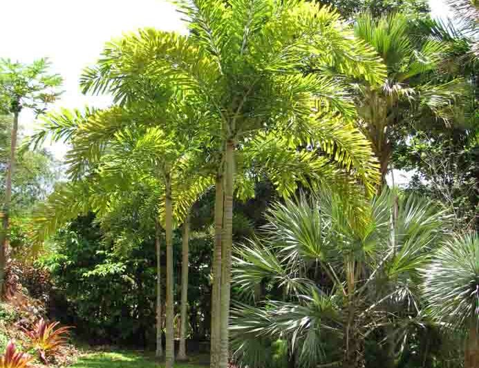Foxtail Palm (Wodyetia bifurcata)