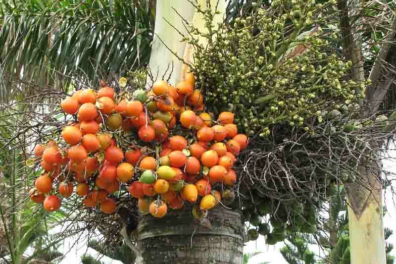 Foxtail Palm, Wodyetia bifurcata