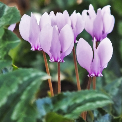 Cyclamen, Hardy Cyclamen, Cyclamen hederifolium