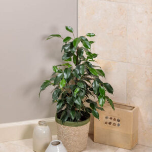 Danielle Weeping Fig, Ficus benjamina Danielle, Danielle Benjamin Tree, Danielle Java Fig, , Evergreen Fig, Evergreen Plant