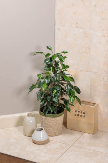 Danielle Weeping Fig, Ficus benjamina Danielle, Danielle Benjamin Tree, Danielle Java Fig, , Evergreen Fig, Evergreen Plant