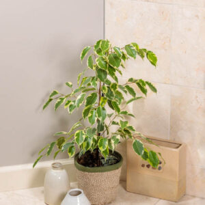 Samantha Weeping Fig, Ficus benjamina Samantha, Samantha Benjamin Tree, Samantha Java Fig, , Evergreen Fig, Evergreen Plant