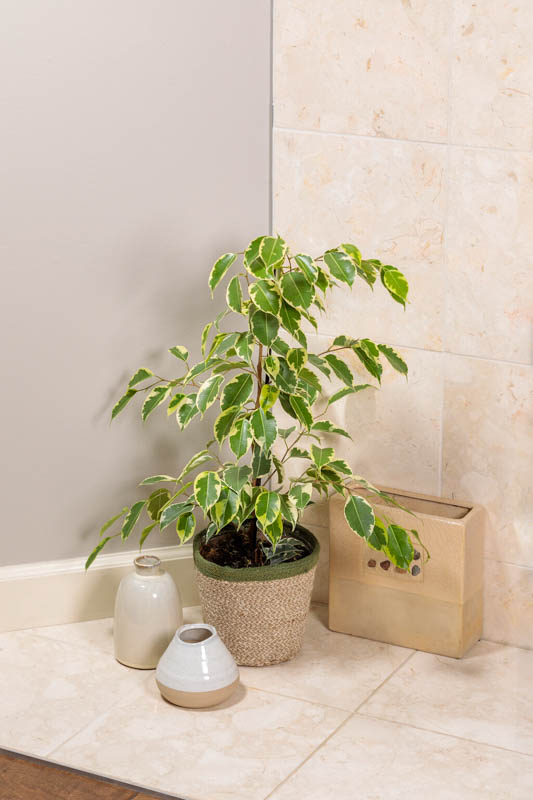 Samantha Weeping Fig (Ficus benjamina)
