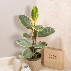 Ficus elastica Tineke, Tineke Rubber Plant, Tineke Rubber Tree