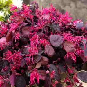 Ever Red® Fringe Flower, Loropetalum chinense 'Chang Nian Hong