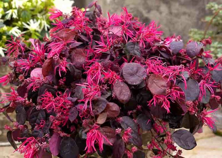 Loropetalum chinense Jazz Hands Bold, Chinese Fringe Flower Jazz Hands Bold, Jazz Hands Bold Chinese Fringe Flower, Loropetalum chinense 'Kurenai Daiou, evergreen shrubs, Pink flowers