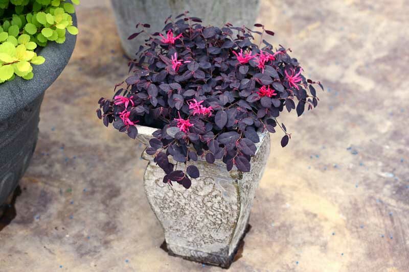 Loropetalum chinense Jazz Hands Mini, Dwarf Loropetalum, Dwarf Chinese Fringe Flower, Evergreen Shrub