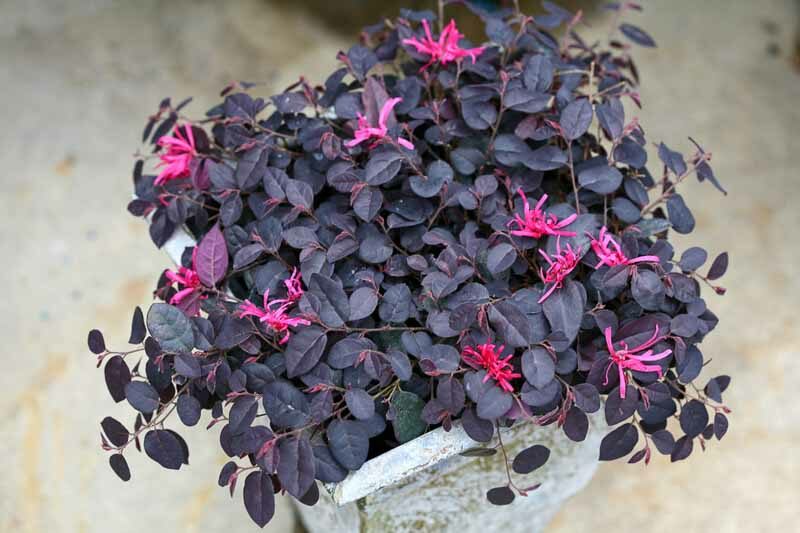 Loropetalum chinense Jazz Hands Mini, Dwarf Loropetalum, Dwarf Chinese Fringe Flower, Evergreen Shrub