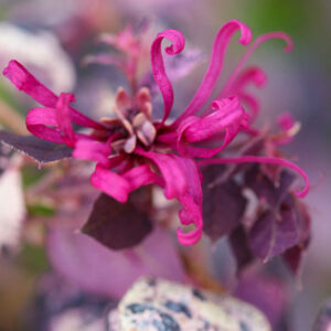 Loropetalum chinense Jazz Hands Variegated, Chinese Fringe Flower Jazz Hands Variegated, Variegated Chinese Fringe Flower, evergreen shrubs, Pink flowers