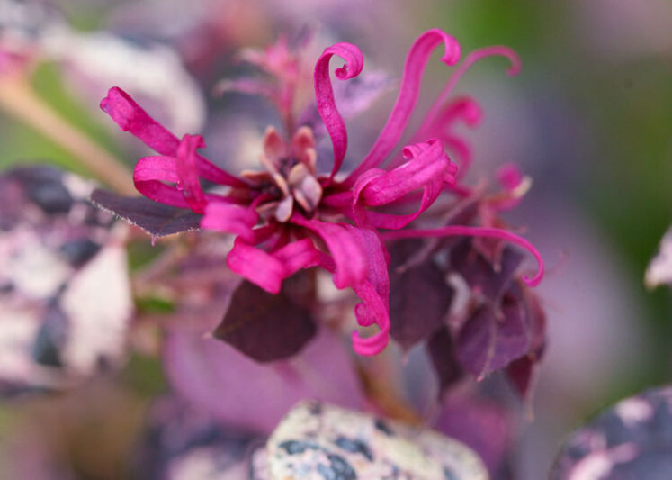 Loropetalum chinense Jazz Hands Variegated, Chinese Fringe Flower Jazz Hands Variegated, Variegated Chinese Fringe Flower, evergreen shrubs, Pink flowers