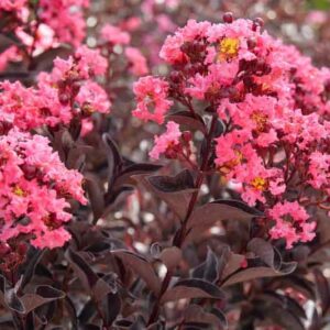 Crepe Myrtle, Crape Myrtle, Center Stage Coral Crepe Myrtle