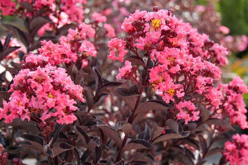 Crepe Myrtle, Crape Myrtle, Center Stage Coral Crepe Myrtle