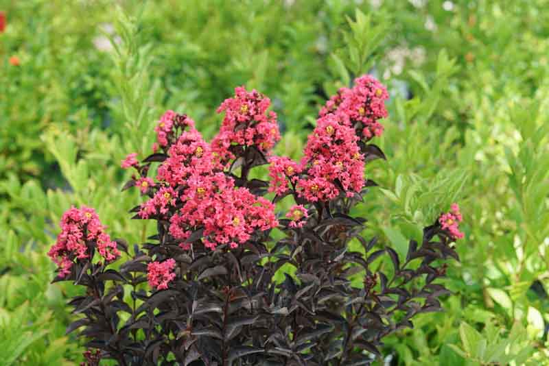 Crepe Myrtle, Crape Myrtle, Center Stage Coral Crepe Myrtle