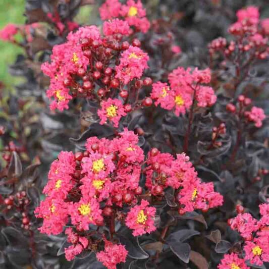 Crepe Myrtle, Crape Myrtle, Center Stage Pink Crepe Myrtle