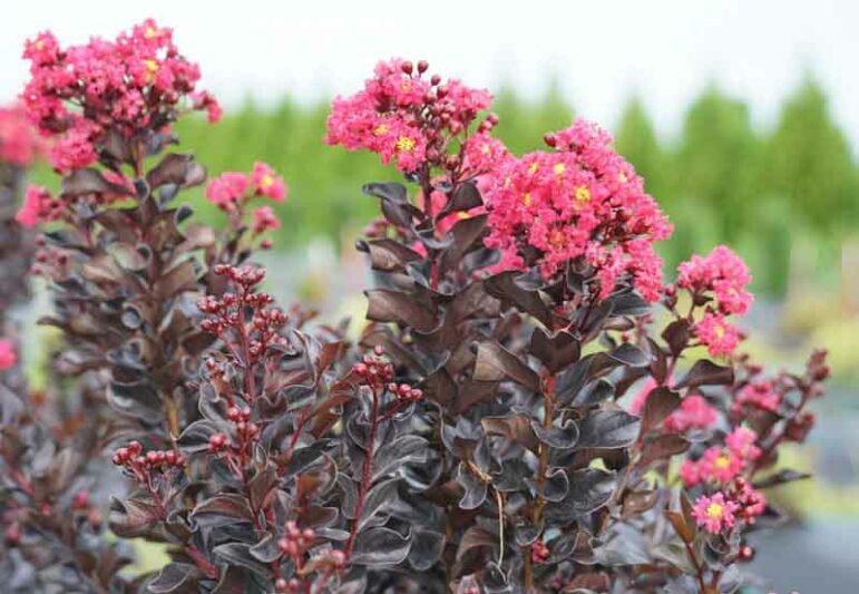 Crepe Myrtle, Crape Myrtle, Center Stage Pink Crepe Myrtle