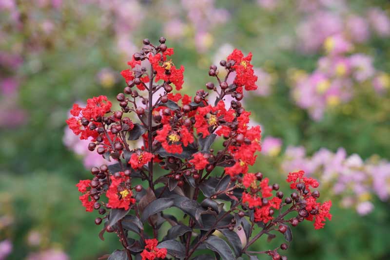 Crepe Myrtle, Crape Myrtle, Center Stage Red Crepe Myrtle