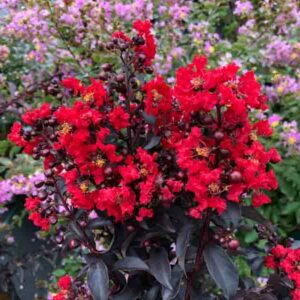 Crepe Myrtle, Crape Myrtle, Center Stage Red Crepe Myrtle