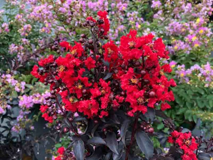 Crepe Myrtle, Crape Myrtle, Center Stage Red Crepe Myrtle